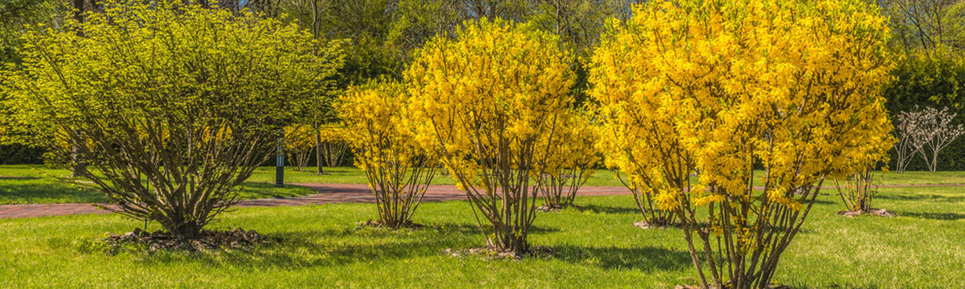 LIGHT COTTON TREE