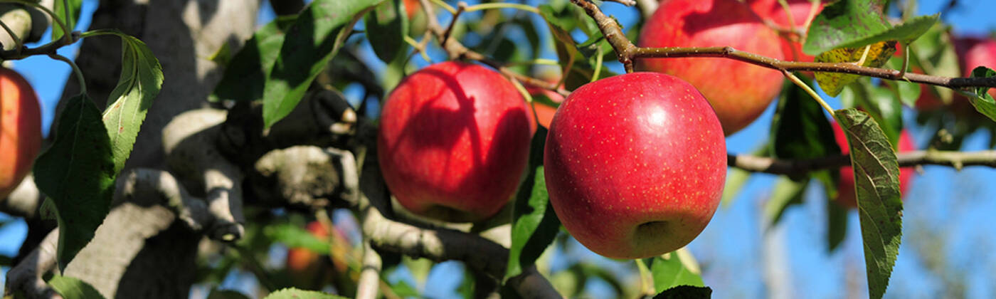 FRUIT FRUIT TREE